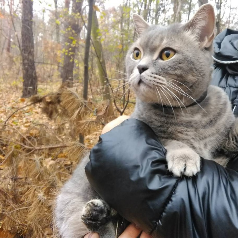Luckfind фото объявления.