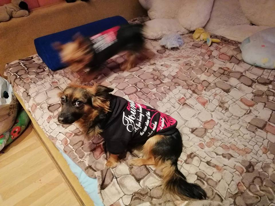 Luckfind фото объявления.
