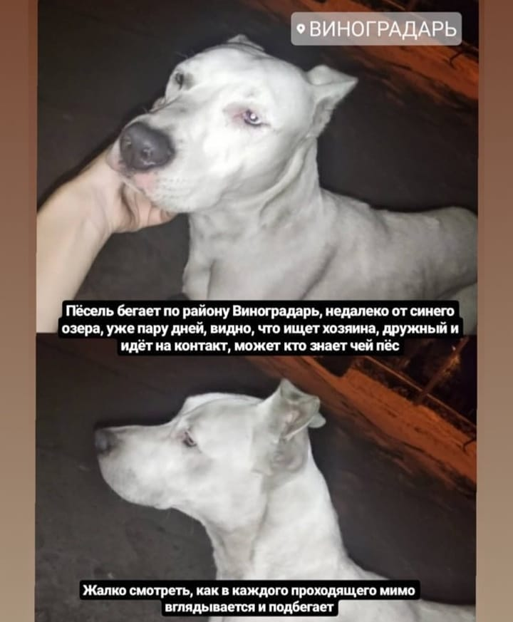 Luckfind фото объявления.